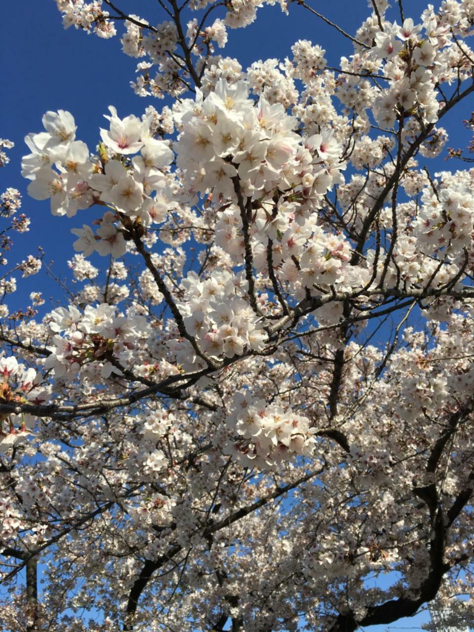 Ryokan Nakadaya Tokió Kültér fotó